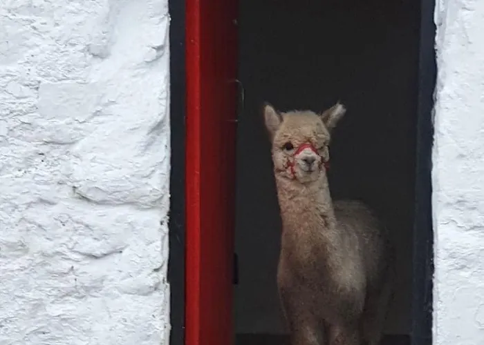 Peaceful Tranquil Alpaca Farm