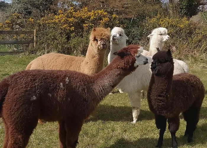 Peaceful Tranquil Alpaca Farm